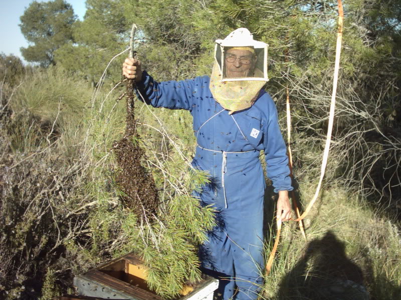 Mi padre cogiendo un enjambre. D.E.P.